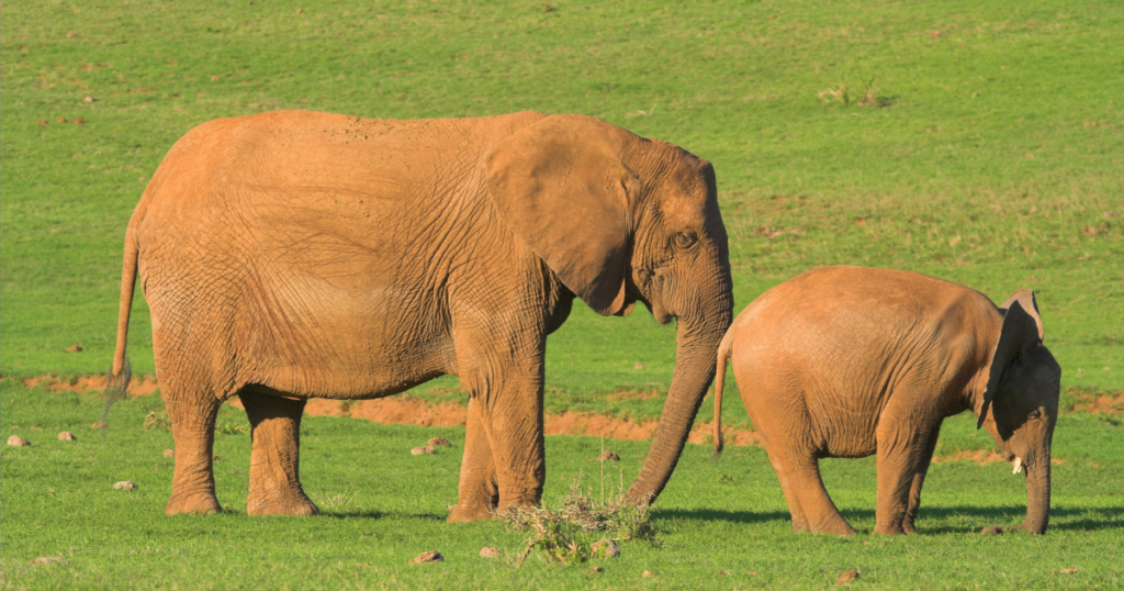 Beyond Audits and Accountability Using Nudge Theory to Improve Hand Hygiene Compliance. Image of a mother elephat using her trunk to gently guide her young