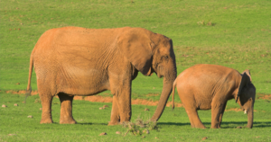 Beyond Audits and Accountability Using Nudge Theory to Improve Hand Hygiene Compliance. Image of a mother elephat using her trunk to gently guide her young