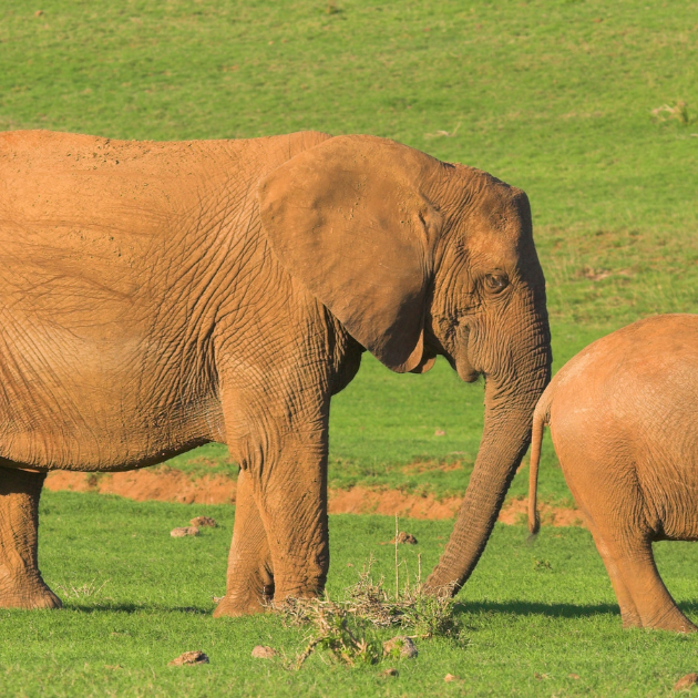Beyond Audits and Accountability Using Nudge Theory to Improve Hand Hygiene Compliance. Image of a mother elephat using her trunk to gently guide her young